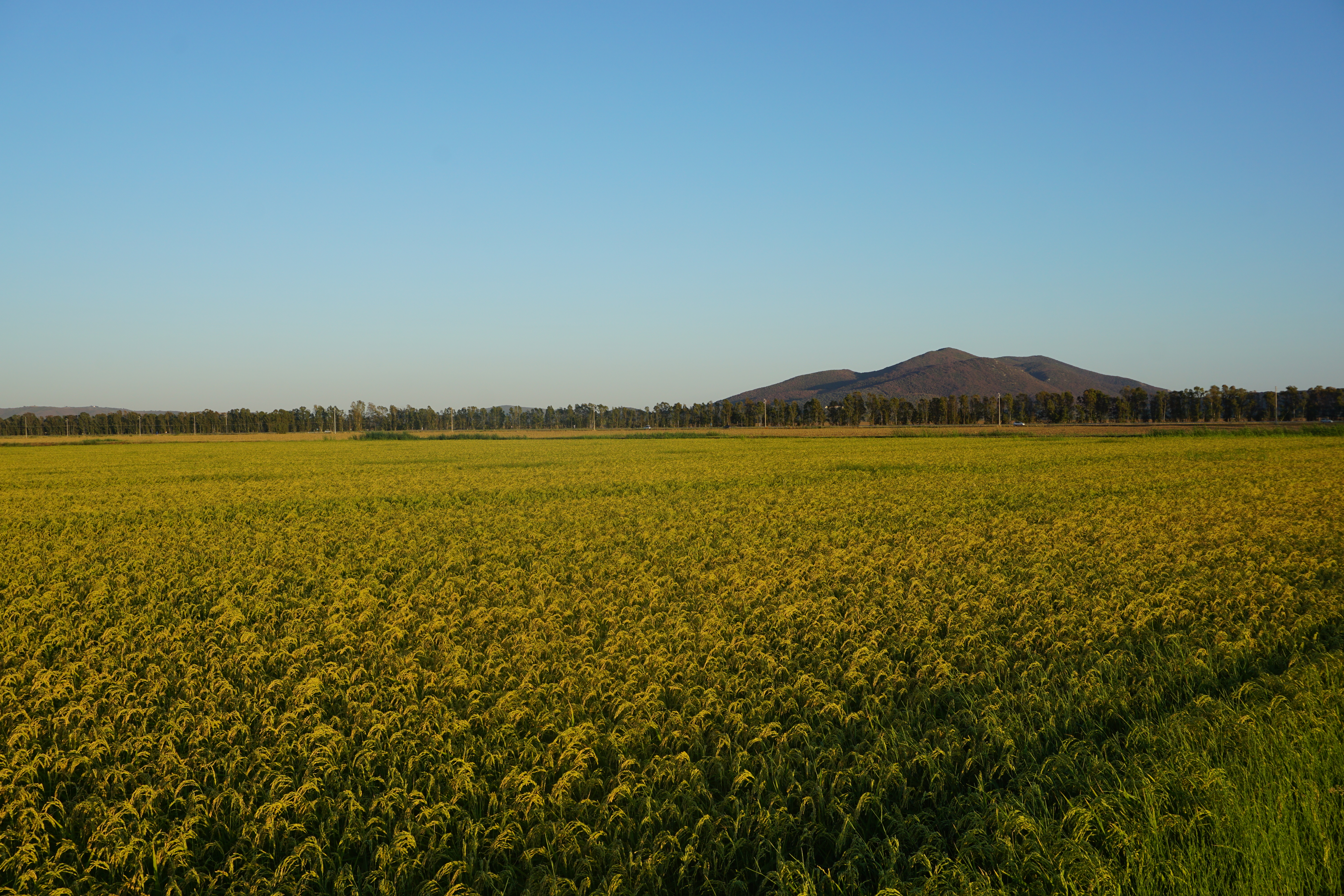 rice fields tuscany of tenuta san carlo