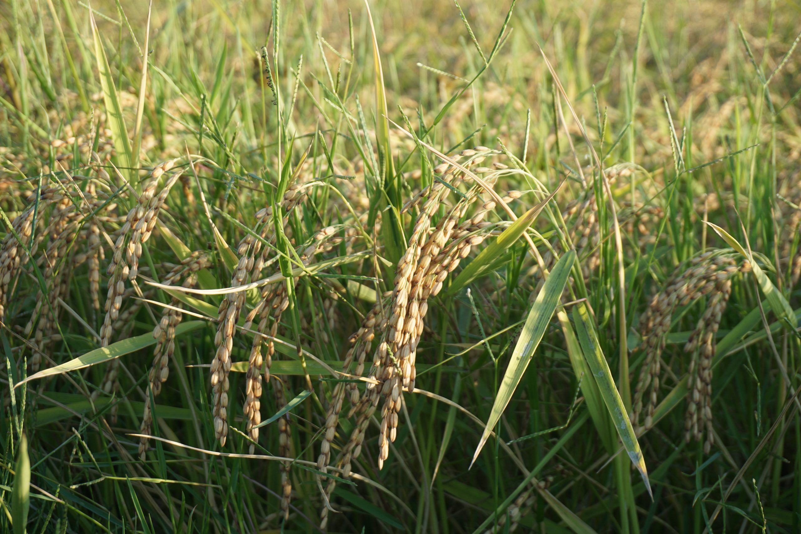 rice production italy tenuta san carlo