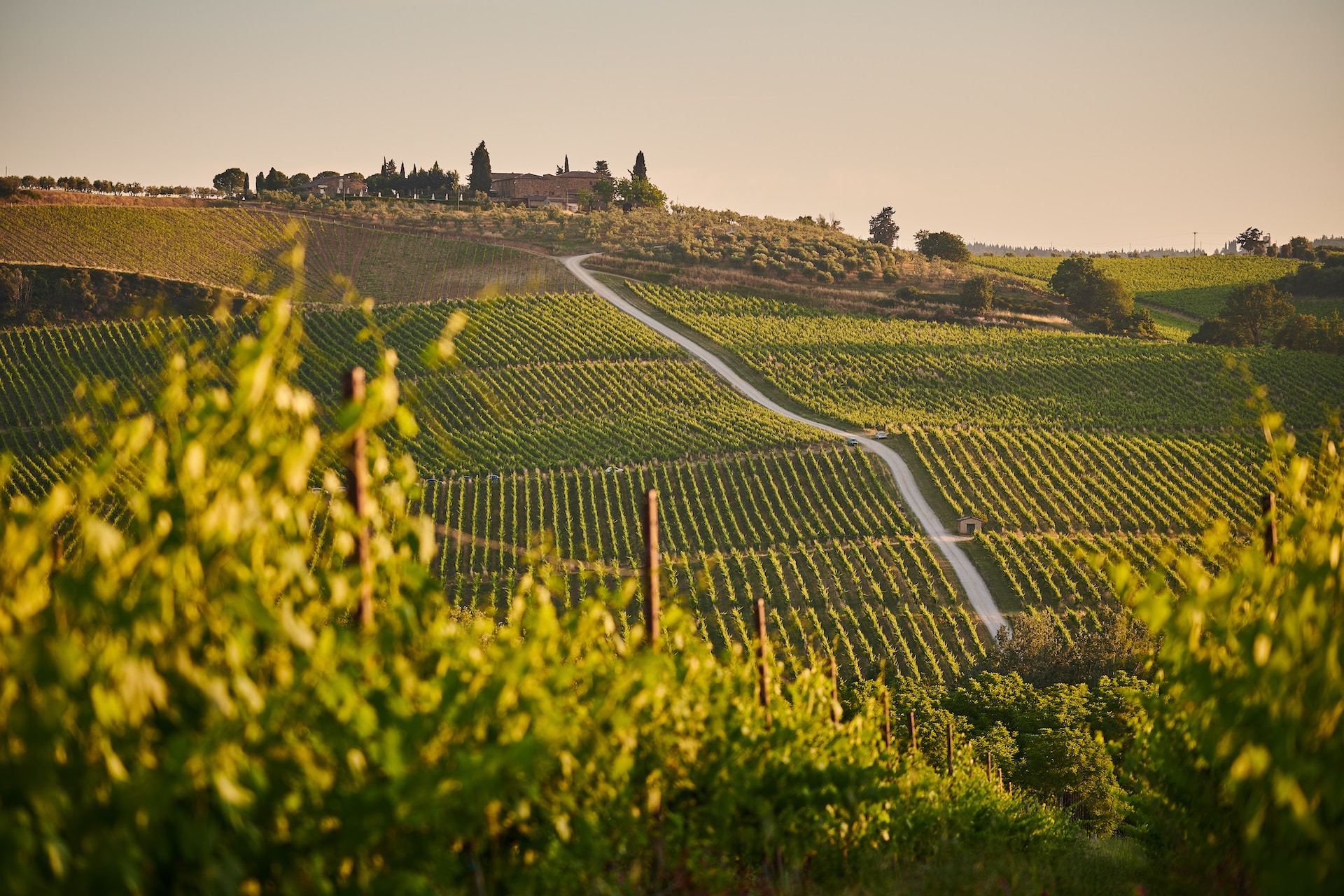 discover italy's wine at the rolling hills covered in vineyards