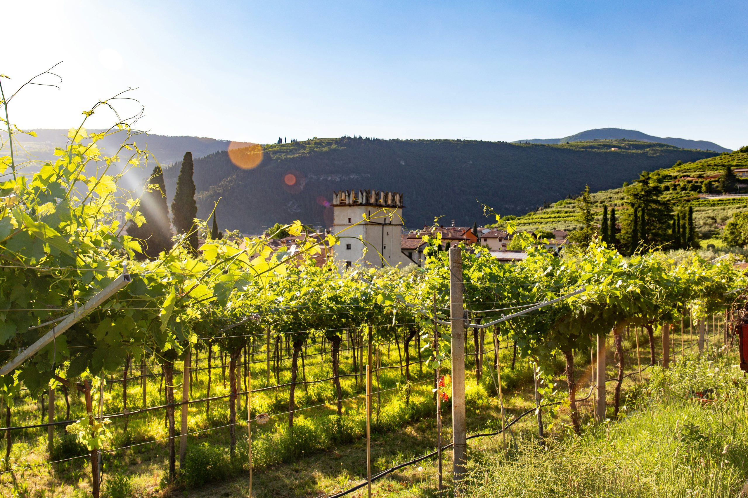 overlooking vineyards and an estate valpolicella wine region of italy
