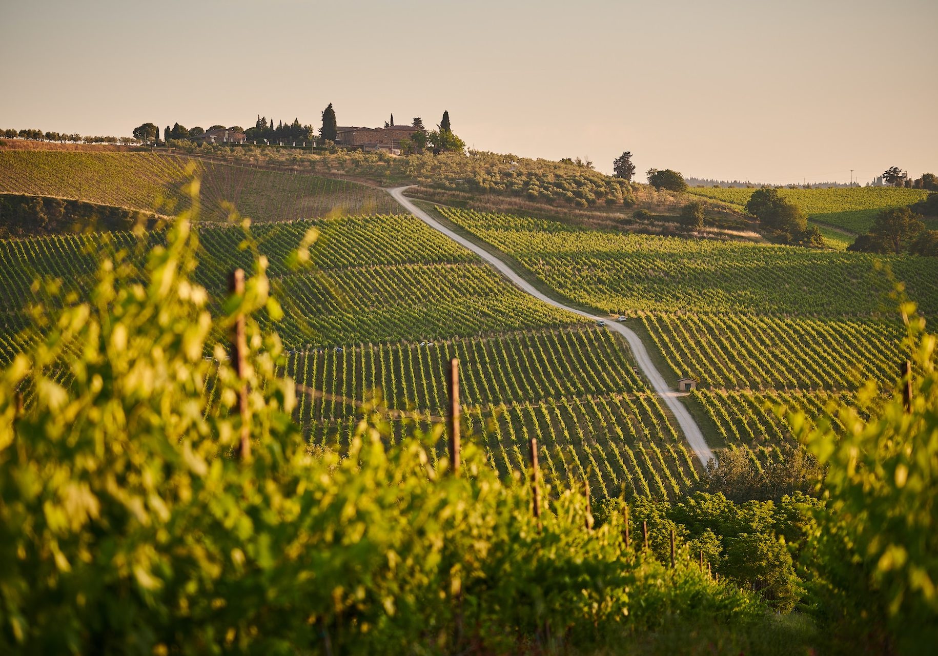 discover italy's wine at the rolling hills covered in vineyards