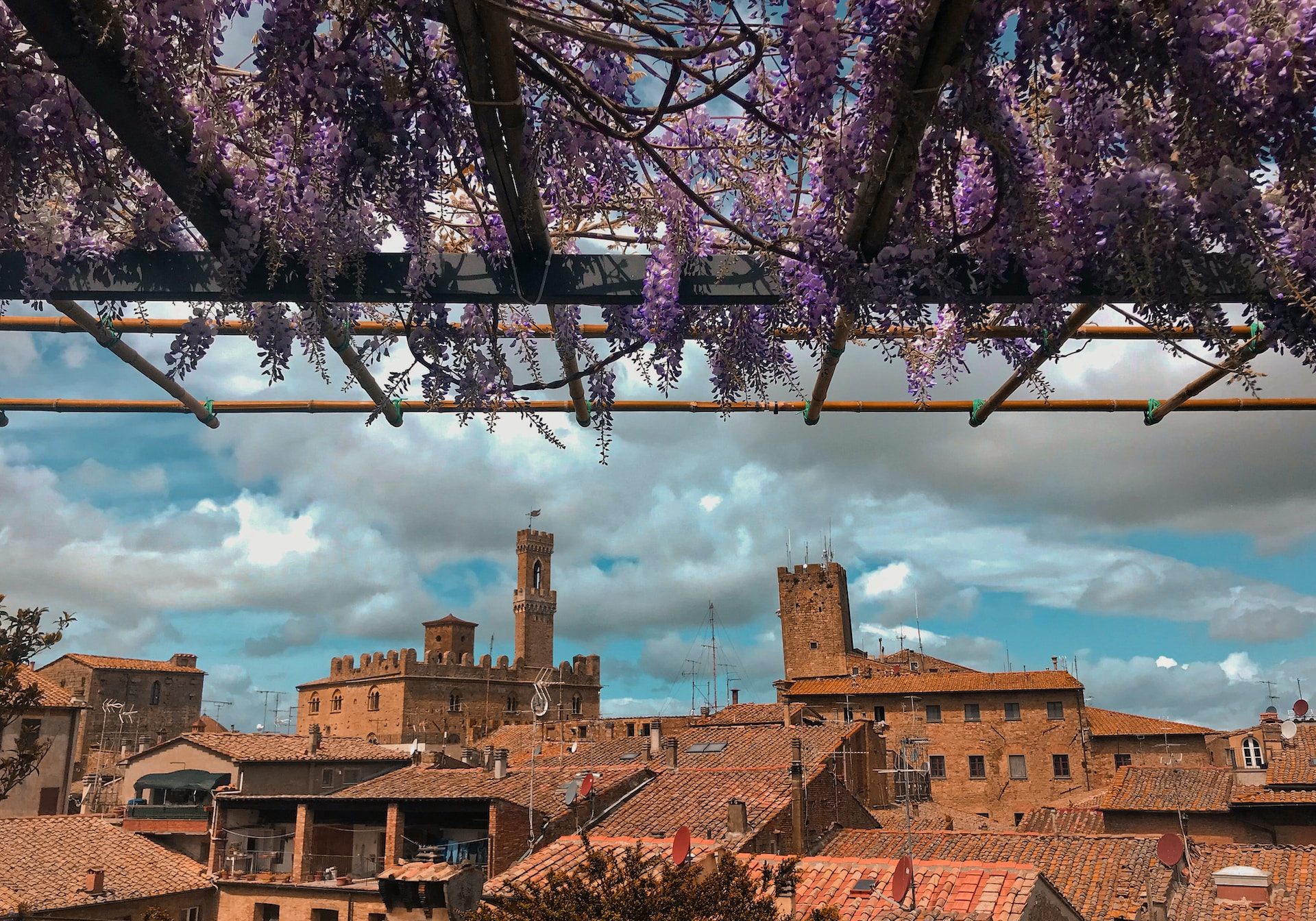 wisteria over volterra in italy in may
