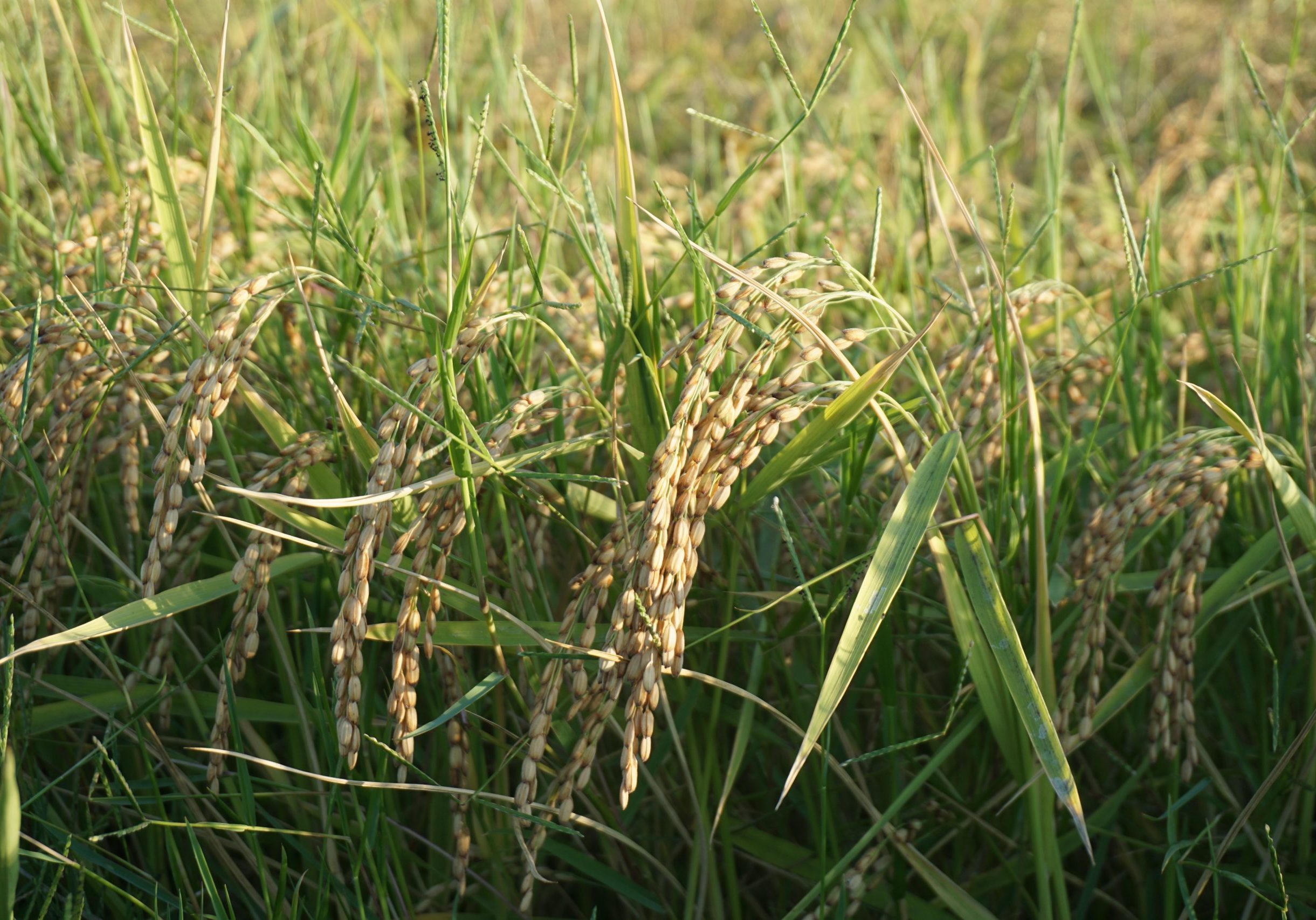 rice production italy tenuta san carlo